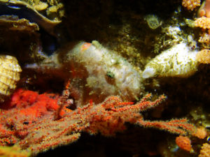 Angler Fish in Fish Rock Cave